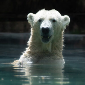 ours blanc