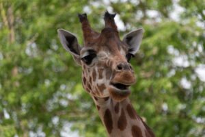 girafe