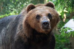 ours
