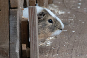 hamster