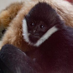 gibbon