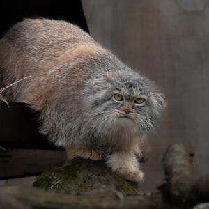 chat de pallas, manul