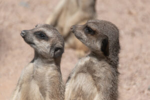 suricate