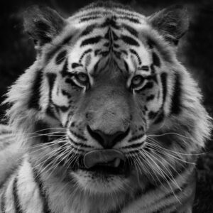 tigre