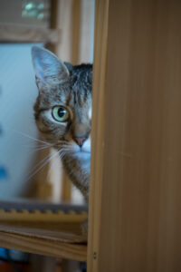 chat