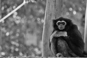 gibbon