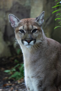 puma