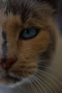 Cristal