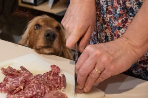 cocker aimant la saucisson