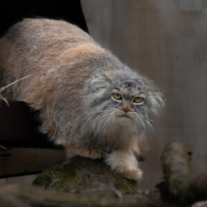 chat de pallas